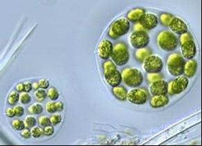 Green algaea